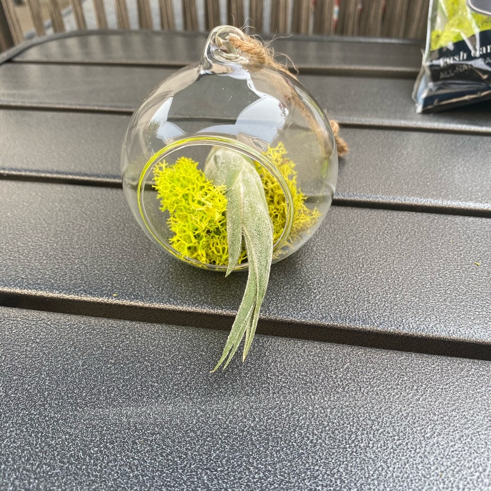 2 LEFT: Terrarium - Picture 5 of 7